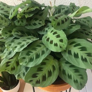 Maranta Prayer Plant Cutting